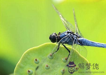 蜻蜓入 屋 風水|【家裡飛進蜻蜓】家裡飛進蜻蜓，代表好運還是厄運？揭密蜻蜓飛。